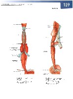 Sobotta  Atlas of Human Anatomy  Trunk, Viscera,Lower Limb Volume2 2006, page 116